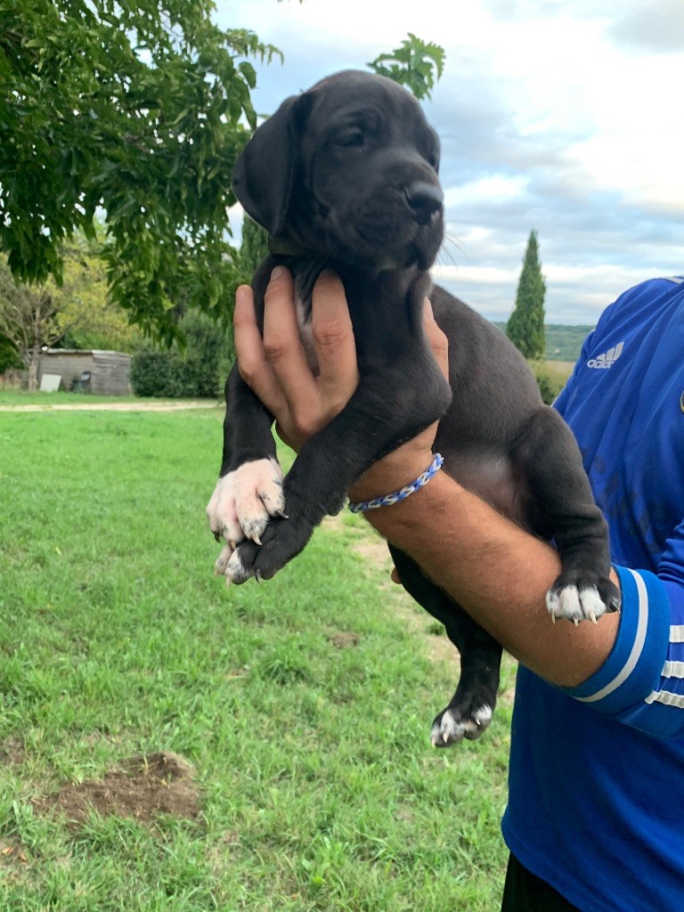 Megane Cattiaux - Chiots disponibles - Dogue allemand