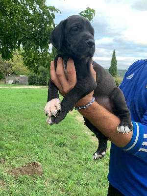 CHIOT 9