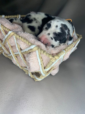 CHIOT 7