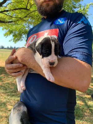 CHIOT 10