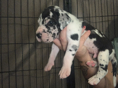 CHIOT 2