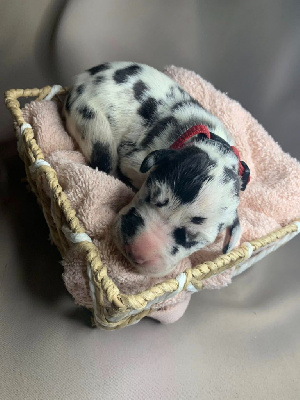 CHIOT 3