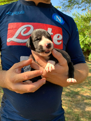 CHIOT 5