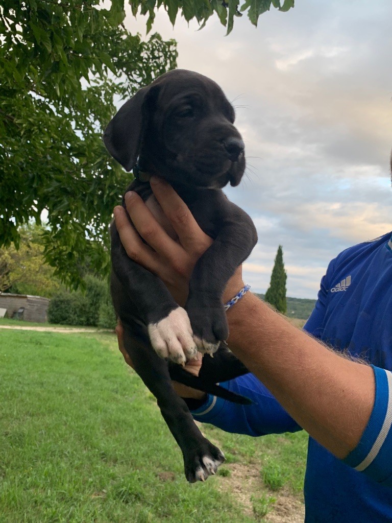 Megane Cattiaux - Chiots disponibles - Dogue allemand