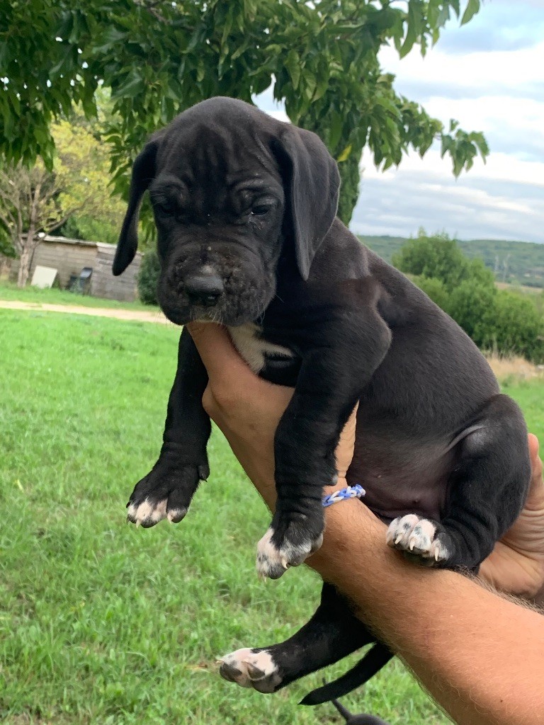 Megane Cattiaux - Chiots disponibles - Dogue allemand